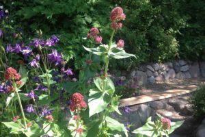 Blomster ved stengærdet