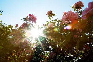 Albertiner rosen er en drøm af en rose