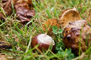 Efterår med kastanjer foran BB Albertineautumn-and-chestnuts
