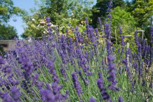 Smukke lavendler i haven hos BB Hotel Albertinebeautiful-lavender-in-the-garden