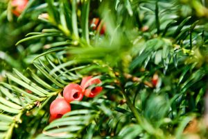 Taxus baccata – Taks træ i haven